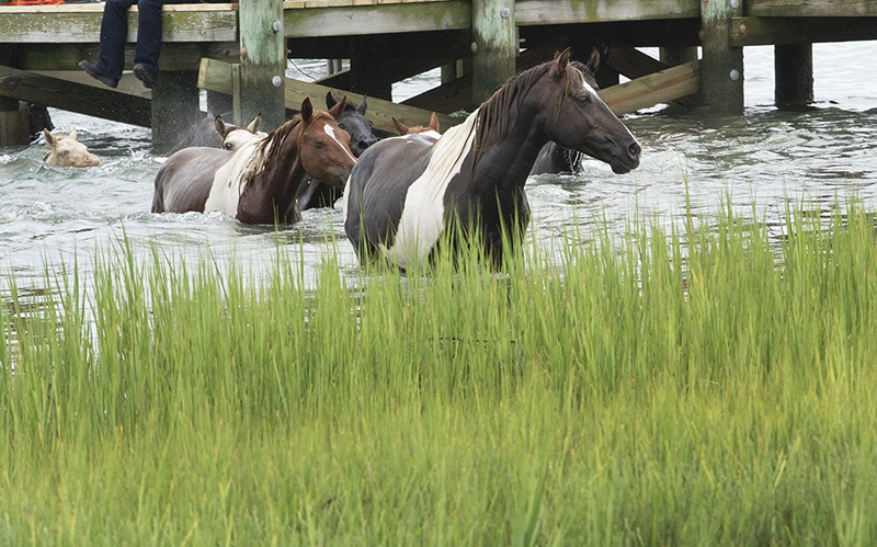 Chincoteague Wild Ponies : Richard Moore : Photographer : Photojournalist